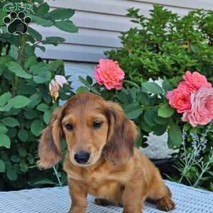 Teddy, Dachshund Puppy